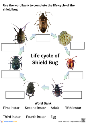 Shield Bug Life Cycle Labeling Worksheet