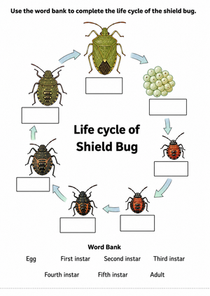 Grade 6 Shield Bug Life Cycle — Printable No-Prep Worksheet
