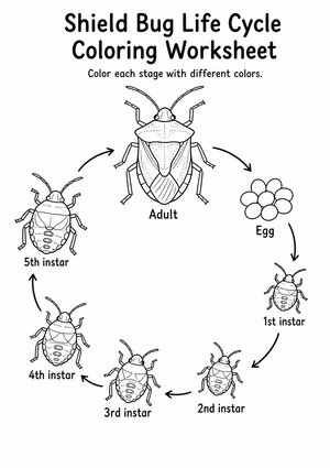 Shield Bug Life Cycle Worksheet | Grade 4 Printable