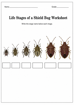 Essential Shield Bug Life Cycle Worksheet | Grade 5-7