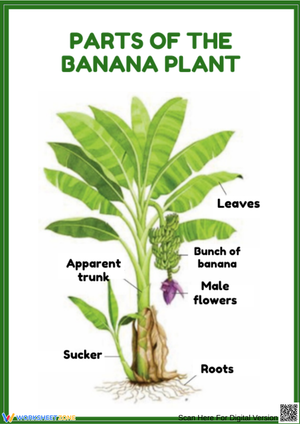 Parts of the Banana Plant Worksheet