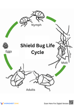 Shield Bug Life Cycle Worksheet