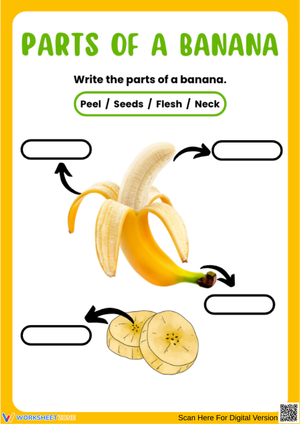 Parts of a Banana Worksheet