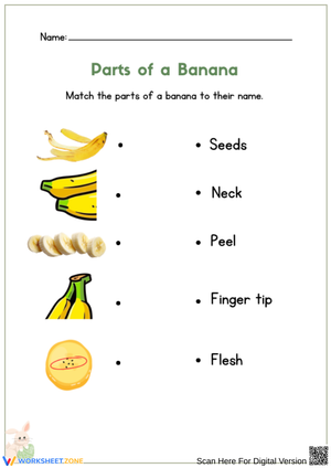 Parts of a Banana Matching Worksheet