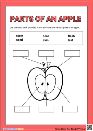 Color and Label Parts of an Apple