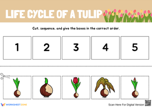 Life Cycle of a Tulip – Cut and Sequence Worksheet