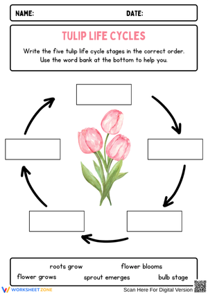 Tulip Life Cycle – Fill in the Stages Worksheet
