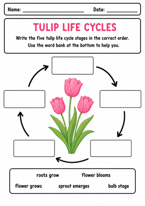 Tulip Life Cycle Worksheet | Essential Grade 1-3 Science