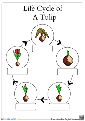Tulip Life Cycle Worksheet – Label Stages and Write Explanation