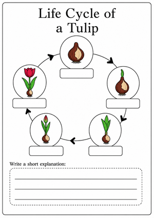 Printable Tulip Life Cycle Worksheet | Grade 3 Science