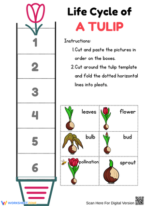 Tulip Life Cycle Cut and Paste Worksheet