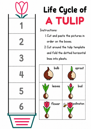 Grade 3 Tulip Life Cycle — Printable No-Prep Worksheet