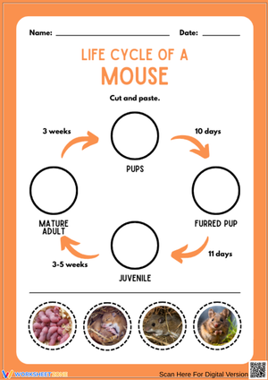 Life Cycle of a Mouse Worksheet