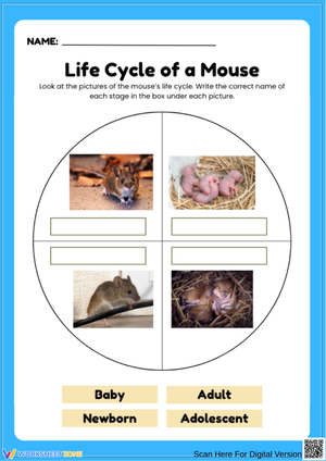 Mouse Life Cycle Labeling Worksheet