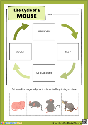 Mouse Life Cycle Cut and Paste Worksheet