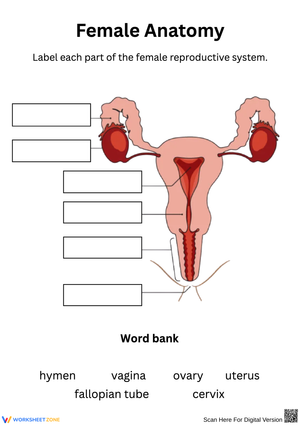 Female Anatomy Labeling Worksheet