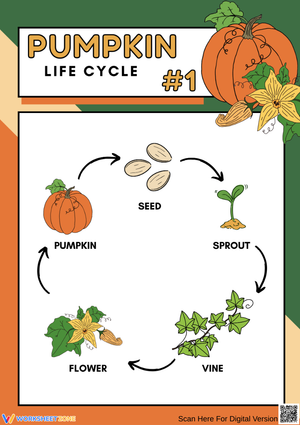Kindergarten Pumpkin Life Cycle Worksheet