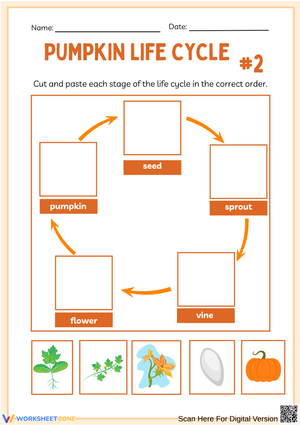 Kindergarten Pumpkin Life Cycle Cut and Paste Worksheet