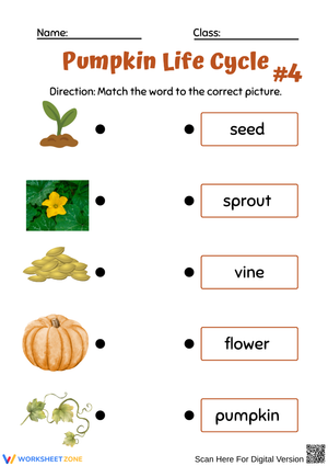 Kindergarten Pumpkin Life Cycle Matching
