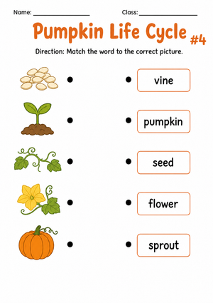 Kindergarten Pumpkin Life Cycle Matching