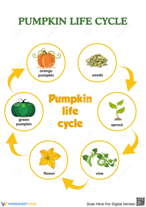 Pumpkin Life Cycle Diagram – Science Learning for Kids