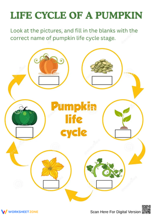 Pumpkin Life Cycle Labeling Activity