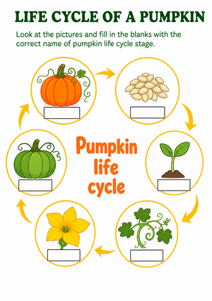 Pumpkin Life Cycle Labeling Activity