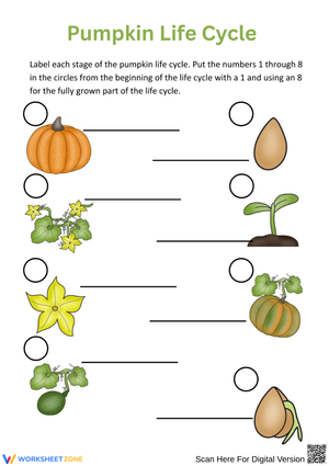Pumpkin Life Cycle Sequencing Worksheet – Science for Kids