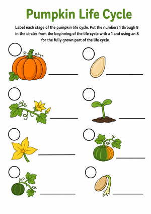 Pumpkin Life Cycle Sequencing Worksheet – Science for Kids