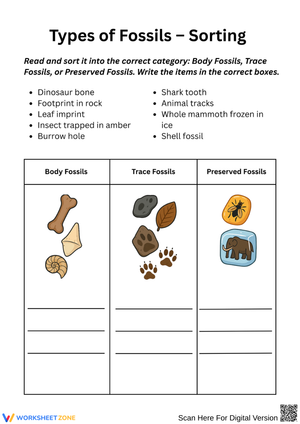 Types of Fossils Sorting Worksheet