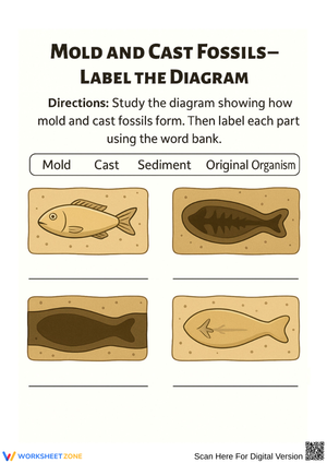 Mold and Cast Fossils – Label the Diagram