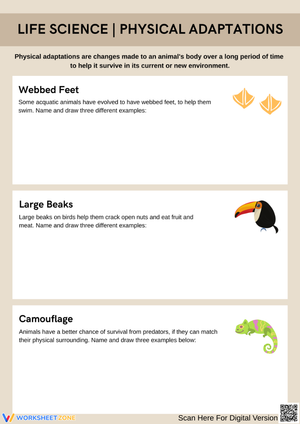 Physical Adaptations: Webbed Feet, Beaks & Camouflage