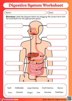 Digestive System Diagram Labeling Worksheet