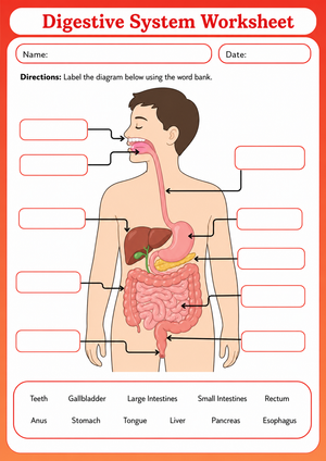 Essential Digestive System Labeling Worksheet | Grades 3-6