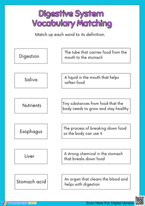 Digestive System – Vocabulary Matching Worksheet