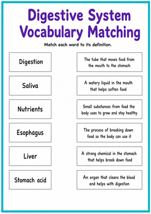 Essential Digestive System Vocabulary Worksheet | Grade 4