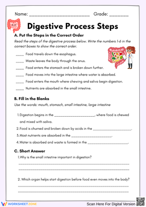 Digestive Process Steps Sequencing Worksheet