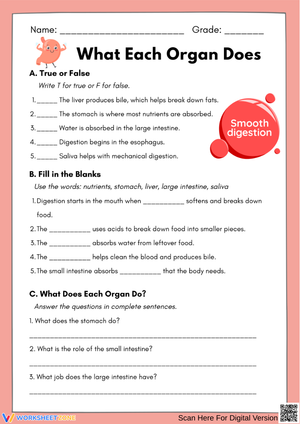 What Each Organ Does – Digestive System Worksheet