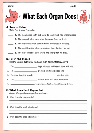 Grade 4 Digestive System — Printable No-Prep Worksheet