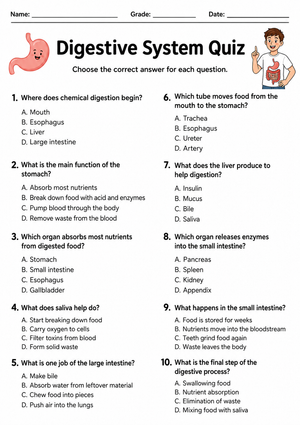 Digestive System Quiz | Essential Grades 6-8