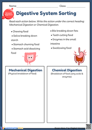 Mechanical vs Chemical Digestion Sorting Worksheet
