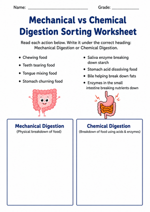 Grade 7 Digestion — Printable No-Prep Worksheet