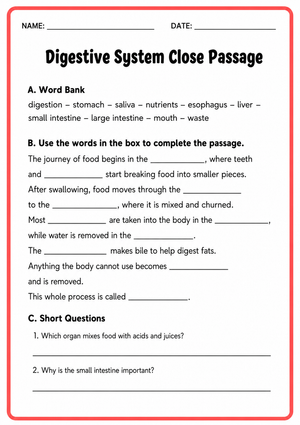 Digestive System Worksheet | Grade 6-7 Essential