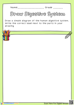 Draw & Label Digestive System Diagram Worksheet