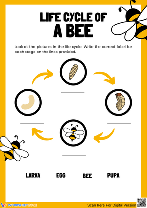 Life Cycle of a Bee – Label Each Stage