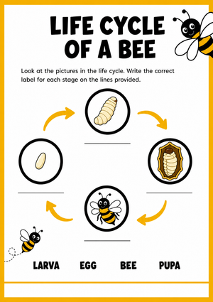 Printable Bee Life Cycle Worksheet | Grade 3 Science