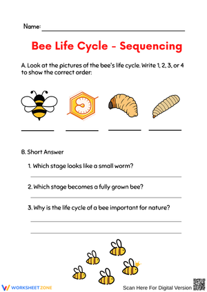 Bee Life Cycle – Sequencing Worksheet