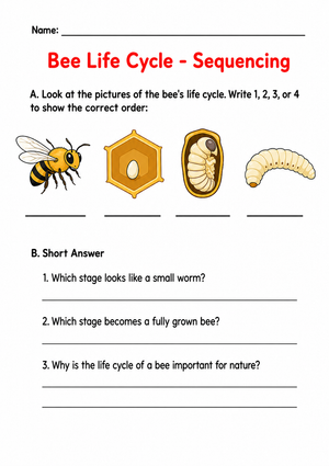 Bee Life Cycle Sequencing | Essential Grade 3 Science