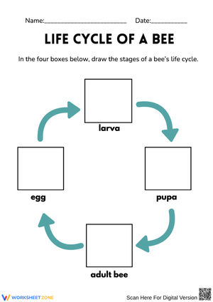 Life Cycle of a Bee – Draw the Stages