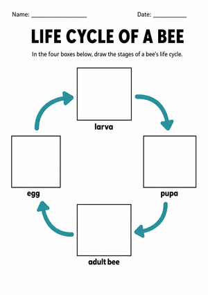 Grade 3 Bee Life Cycle — Printable No-Prep Worksheet